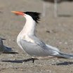 Elegant Tern